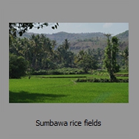 Sumbawa rice fields